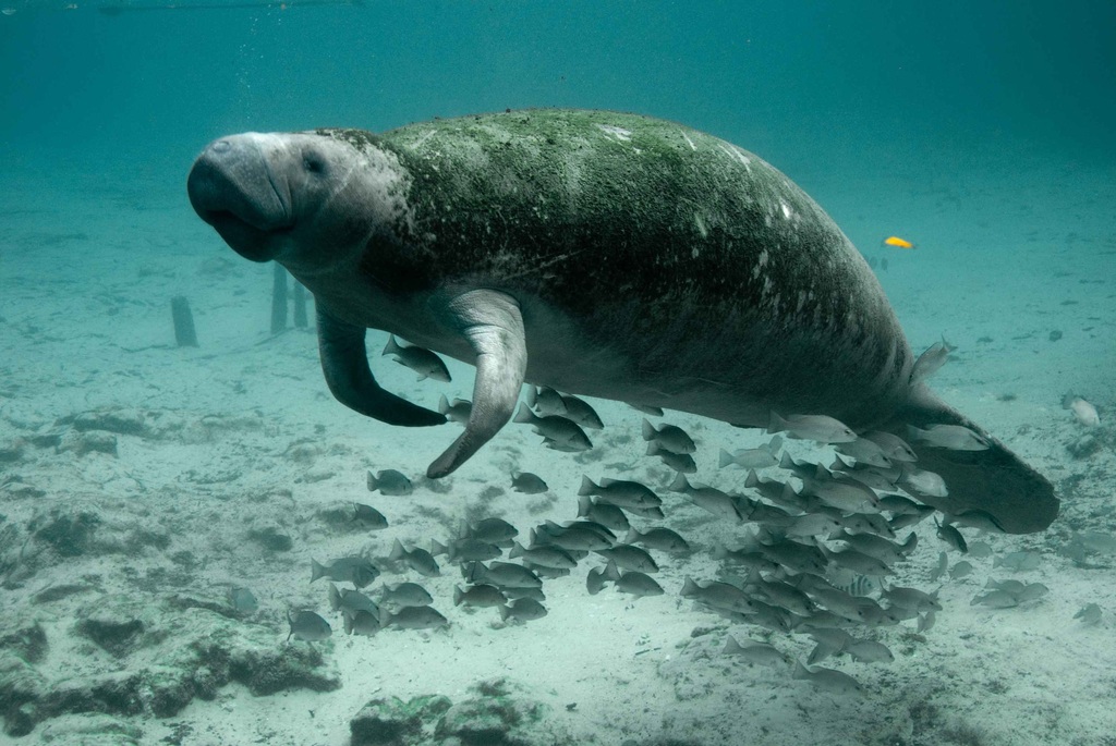 Stellers Sea Cow