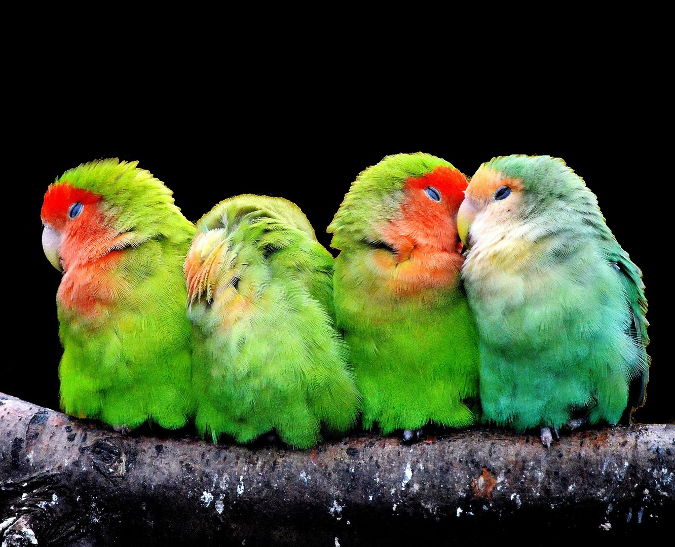 Seychelles Parakeet