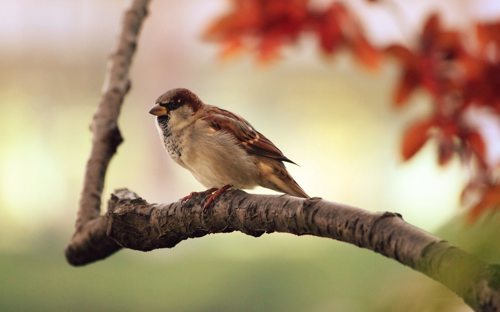 Spirling Sparrow